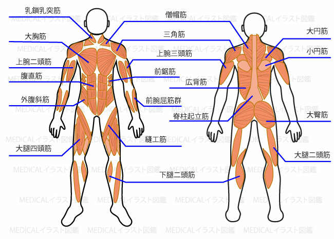 背中と脇腹の痛みやしびれが乳がんの摘出手術後