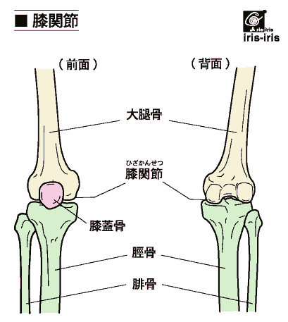 膝